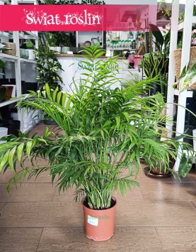 Wielka Chamaedorea Elegans sklep online, Gęsta Chamedora Wytworna, Duża Palma Koralowa