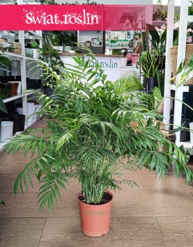 Wielka Chamaedorea Elegans, Gęsta Chamedora Wytworna sklep Kraków, Duża Palma Koralowa