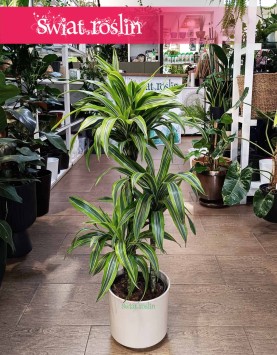 Dracena Lemon Lime 3 pnie, Dracaena Lemon Lime 3 pnie