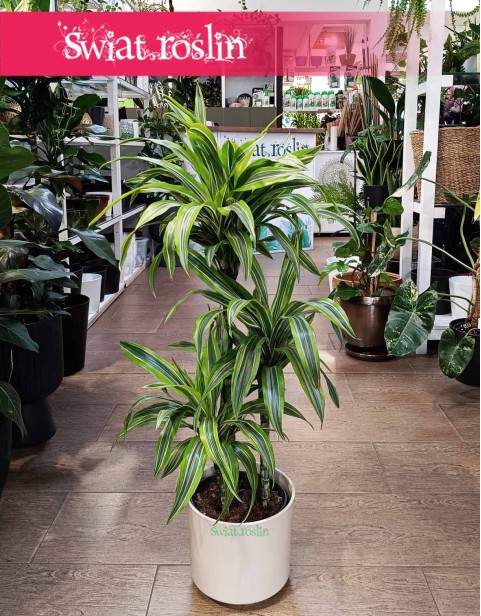 Dracena Lemon Lime 3 pnie, Dracaena Lemon Lime 3 pnie