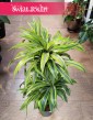 Dracena Lemon Lime 3 pnie, Dracaena Lemon Lime 3 pnie do kupienia w sklepie Świat Roślin z dostawą w całej Polsce
