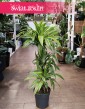 Dracena Lemon trzypienna, Dracaena Lemon Lime trzypienna w najlepszej cenie i jakości z dostawą w całej Polsce