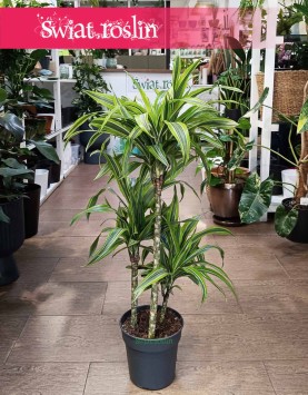 Dracena Lemon Lime 3 pnie do biura do domu do firmy sklep internetowy online, Dracaena Lemon Lime 3 pnie