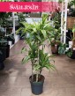 Dracena Lemon Lime 3 pnie do biura do domu do firmy sklep internetowy online, Dracaena Lemon Lime 3 pnie