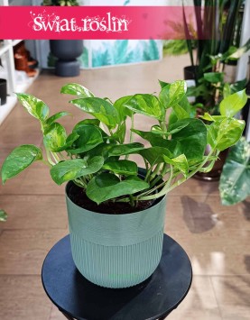 Epipremnum Pinnatum Global Green
