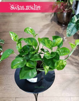 Epipremnum Global Green, Scindapsus Global Green, Ołustek rośliny kwiaty doniczkowe sklep wysyłka roślin