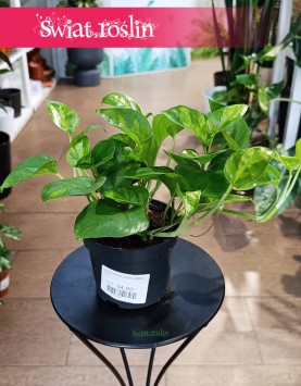 Rośliny doniczkowe Kraków kup Epipremnum pinnatum Global Green, Scindapsus pinnatum Global Green
