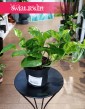 Rośliny doniczkowe Kraków kup Epipremnum pinnatum Global Green, Scindapsus pinnatum Global Green