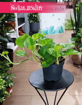 Epipremnum Global Green w najlepszej cenie i jakości z dostawą online w całej Polsce, Scindapsus Global Green