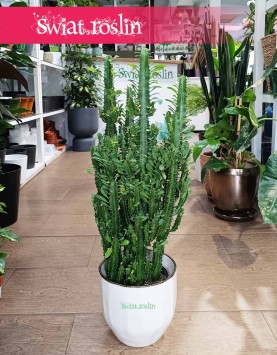 Duży Wilczomlecz Trójżebrowy, Wielka Euphorbia Trigona