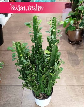 Duży Wilczomlecz Trójżebrowy kup w sklepi einternetowym online z dostawą pod drzwi, Wielka Euphorbia Trigona