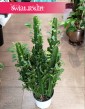 Duży Wilczomlecz Trójżebrowy kup w sklepi einternetowym online z dostawą pod drzwi, Wielka Euphorbia Trigona