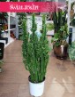 Duży Wilczomlecz Trójżebrowy do kupienia w Krakowie lub online z dostawą, Wielka Euphorbia Trigona ze sklepu Świat Roślin