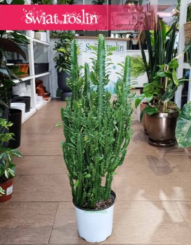 Duży Wilczomlecz Trójżebrowy dop kupienia w Krakowie lub online ze sklepu internetowego, Wielka Euphorbia Trigona