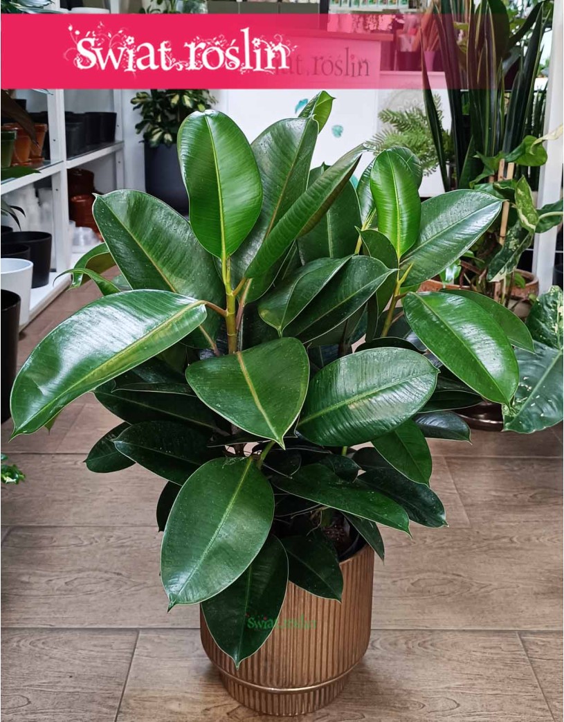 Fikus sprężysty Robusta w formie krzewu, Figowiec sprężysty Robusta krzew, Ficus Elastica robusta krzew