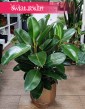 Fikus sprężysty Robusta w formie krzewu, Figowiec sprężysty Robusta krzew, Ficus Elastica robusta krzew