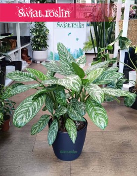 Duża Aglaonema Stripes, Wielka aglonema sklep