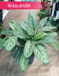 Duża Aglaonema Stripes, Wielka aglonema skleponlinr z roślinami w naajlepszej cenie i jakości