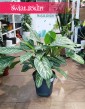 Duża Aglaonema Stripes, Wielka aglonema sklep, aglonema sklep Kraków wysyłka roślin online ze sklepu Świat Roślin