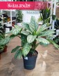 Duża Aglaonema Stripes do kupienia w Krakowie z wysyłką w najl;epszej cenie i jakości na całą Polskę, Wielka Aglonema Stripes