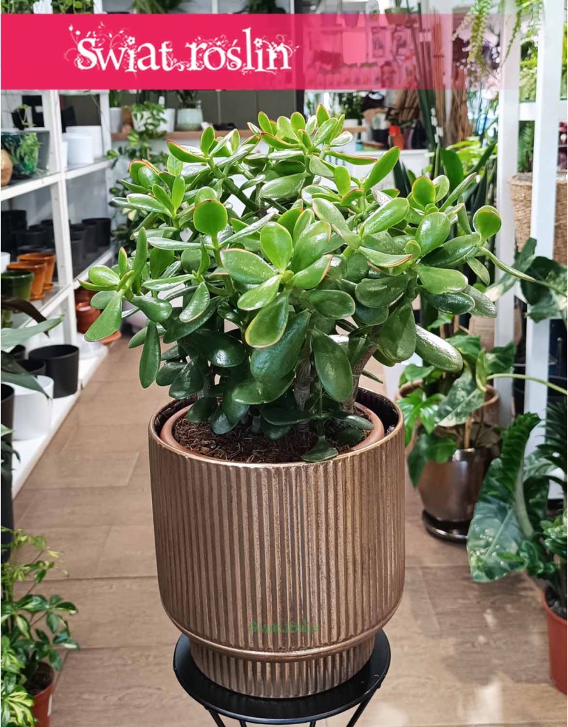 Crassula Ovata Sunset, Grubosz Ovata Sunset
