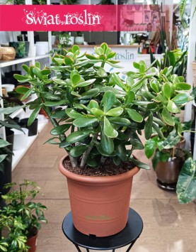 Crassula Ovata Sunset sklep internetowy online z dostawą kup do biura do mieszkania do firmy, Grubosz Ovata Sunset