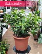 Crassula Ovata Sunset sklep internetowy online z dostawą kup do biura do mieszkania do firmy, Grubosz Ovata Sunset