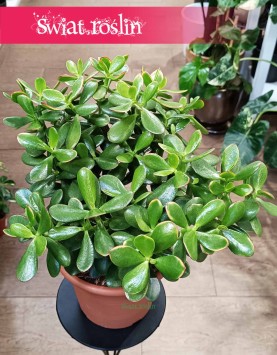 Crassula Ovata Sunset - drzewko szczęścia do kupienia online z dostawą, Grubosz Ovata Sunset