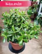 Crassula Ovata Sunset - drzewko szczęścia do kupienia online z dostawą, Grubosz Ovata Sunset
