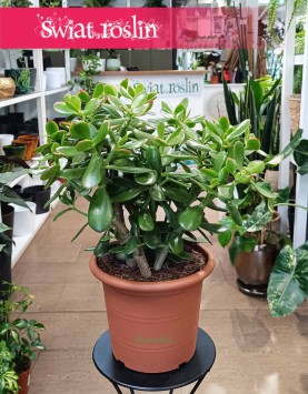 Crassula Ovata Sunset do kupienia w Krakowie lub online z dostawą pod drzwi, Grubosz Ovata Sunset