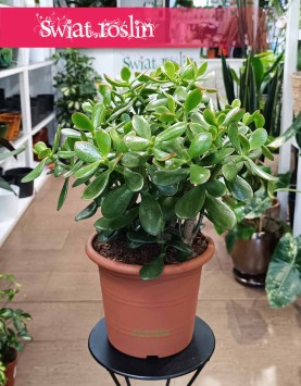 Crassula Ovata Sunset - drzewko szczęścia do kupieniaa internetowo online z  dostawą, Grubosz Ovata Sunset