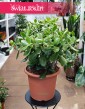 Crassula Ovata Sunset - drzewko szczęścia do kupieniaa internetowo online z  dostawą, Grubosz Ovata Sunset