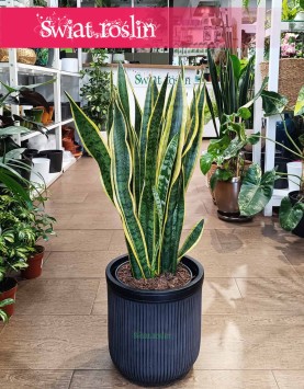 Duża Sansewieria Laurentii, Wielka Sansevieria Laurentii, Wężownica roślina