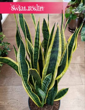 Duża Sansewieria Laurentii, Wielka Sansevieria Laurentii, Wężownica-Roślina z wysyłką do domu