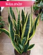 Duża Sansewieria Laurentii, Wielka Sansevieria Laurentii, Wężownica-Roślina z wysyłką do domu
