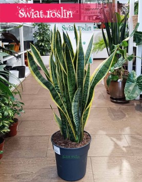 Duża Sansewieria Laurentii, Wielka Sansevieria Laurentii sklep internetowy online w Krakowie