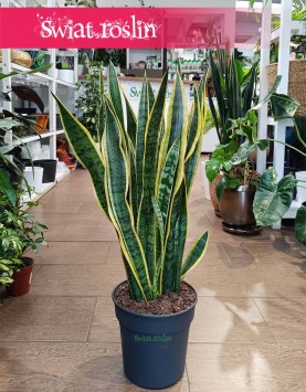 Wielka Sansewieria Laurentii, Duża Sansevieria Laurentii w najlepszej cenie i jakości z dostawa online