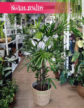 Palma Biczowa, Rapis Wyniosły, Rhapis Excelsa