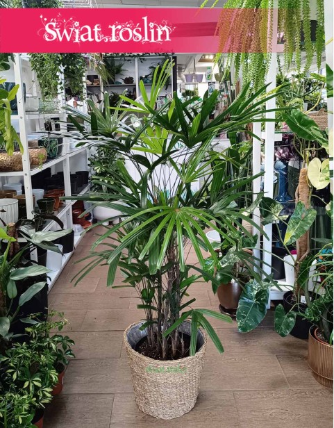 Palma Biczowa, Rapis Wyniosły, Rhapis Excelsa