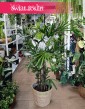 Palma Biczowa, Rapis Wyniosły, Rhapis Excelsa