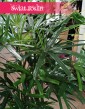 Palma Biczowa, Rapis Wyniosły, Rhapis Excelsa, sklep z roślinami, wysyłka roślin