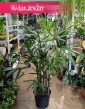 Palma Biczowa, Rapis Wyniosły, Rhapis Excelsa, sklep z roślinami doniczkowymi internetowy online