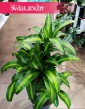 Dracaena Fragrans Massangeana do kupienia w Krakowie lub online z dostawą, Dracena Wonna Massangena