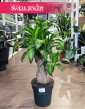Dracaena Fragrans Massangeana, Dracena Wonna Massangena