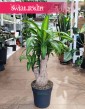 Dracena Massangena w najlepszej cenie i jakości z dostawą, Dracaena Fragrans Massangeana