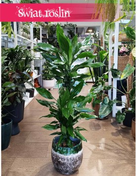 Dracena Fragrans Burundii, Dracaena wonna Burundii