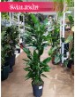 Dracena Fragrans Burundii do kupienia w Krakowie w Świat Roślin lub online z dostawą, Dracaena wonna Burundii