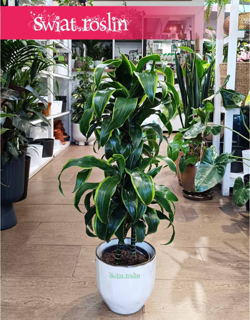 Dracena Wonna Dorado, Dracaena Fragrans Dorado, Dracena Wonna