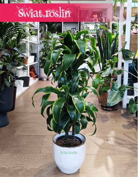 Dracena Wonna Dorado, Dracaena Fragrans Dorado, Dracena Wonna