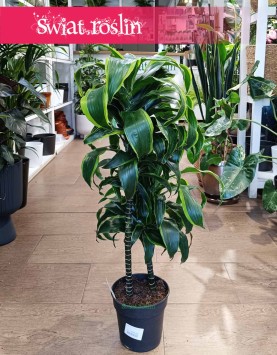 Dracena Wonna Dorado, Dracaena Fragrans Dorado, Dracena Wonna, popularne rośliny doniczkowe, sklep online